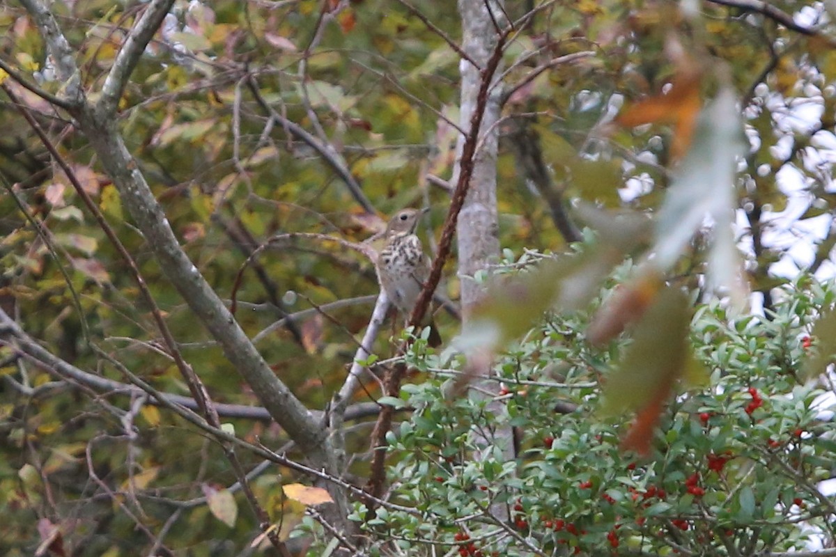 Grive solitaire - ML644530653