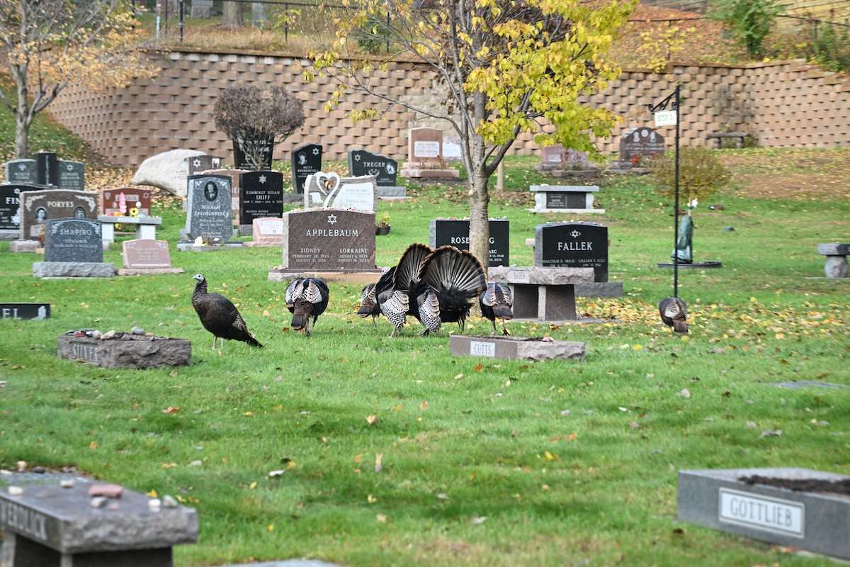 krocan divoký - ML644530655