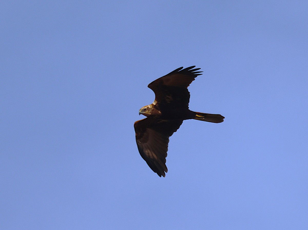 Western Marsh Harrier - ML644530660