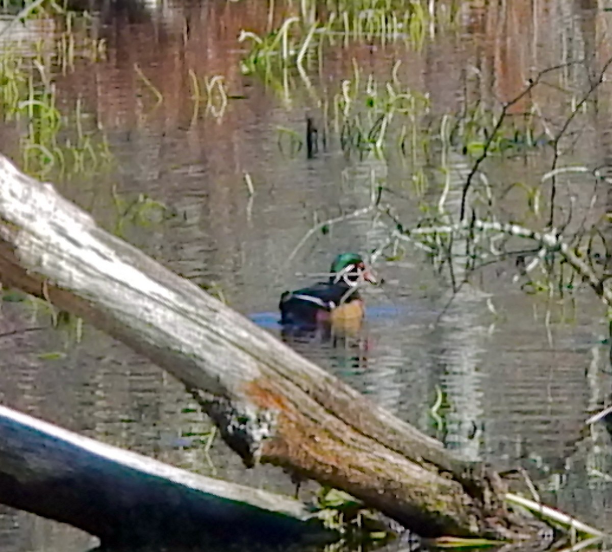 美洲鴛鴦 - ML644530661