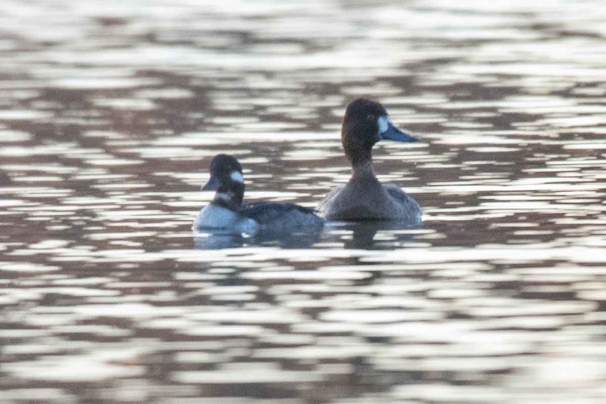 コスズガモ - ML644530665