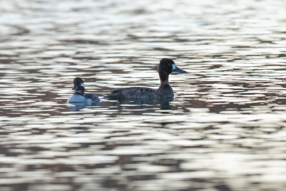 コスズガモ - ML644530666