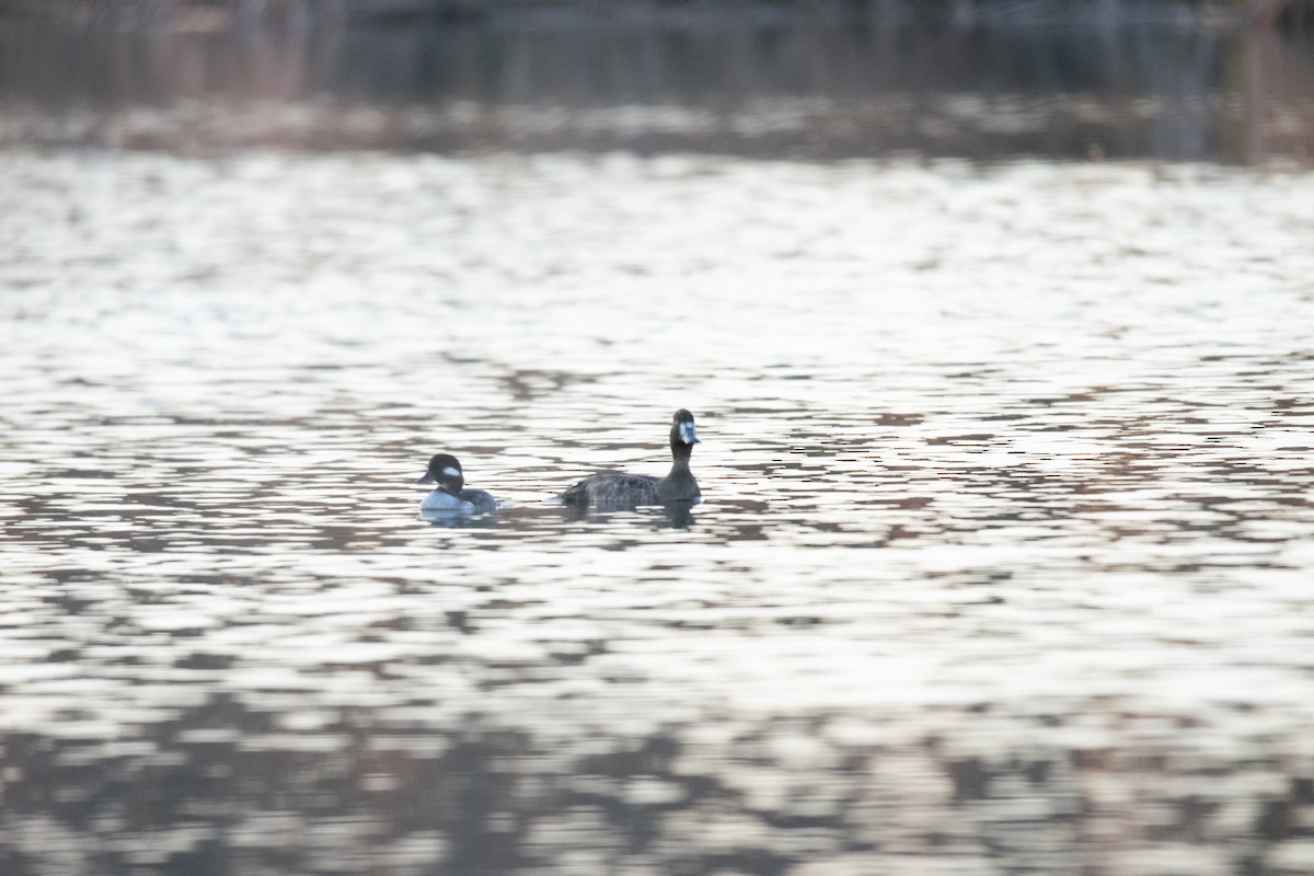 コスズガモ - ML644530667