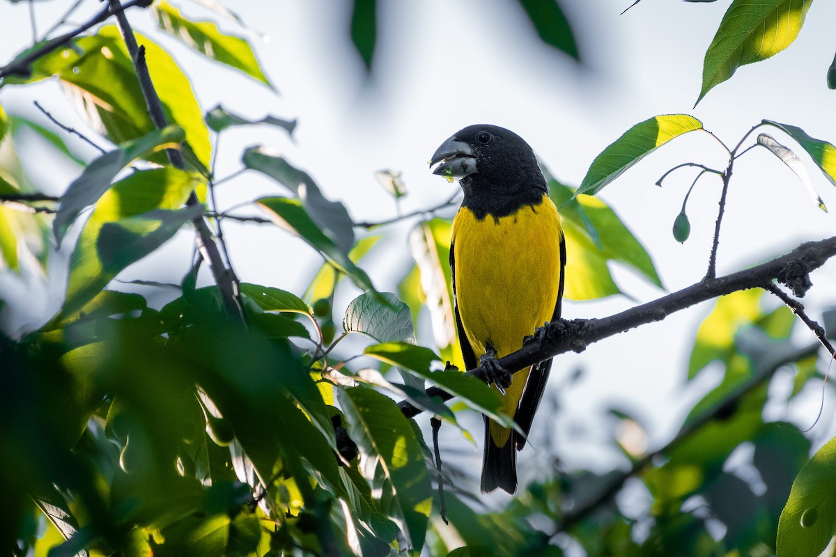 Gros-bec à ailes tachetées - ML644530668