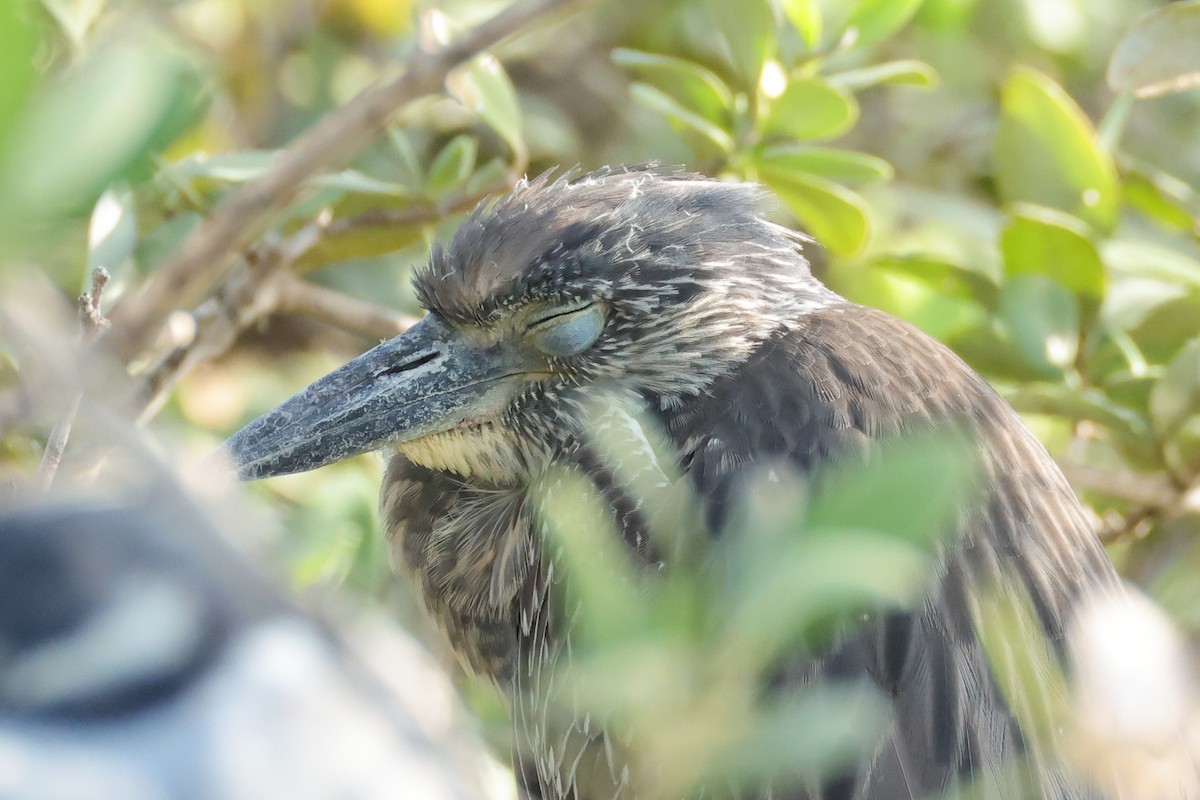 Yellow-crowned Night Heron - ML644530671