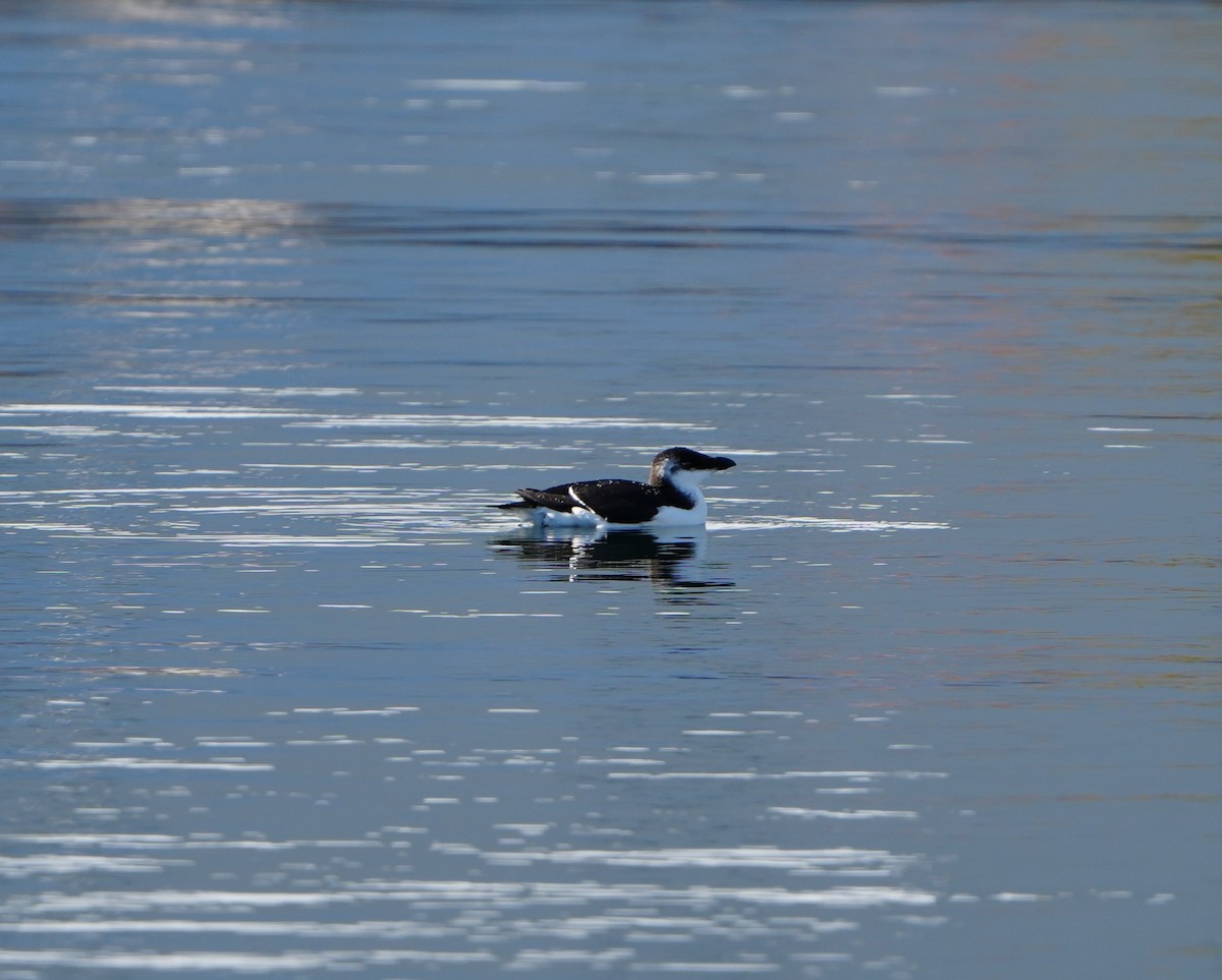 Razorbill - ML644530678