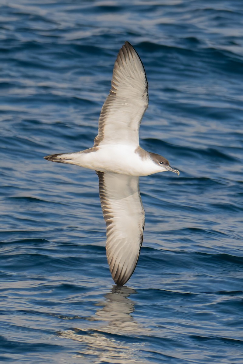 Буллеров буревестник - ML644530682