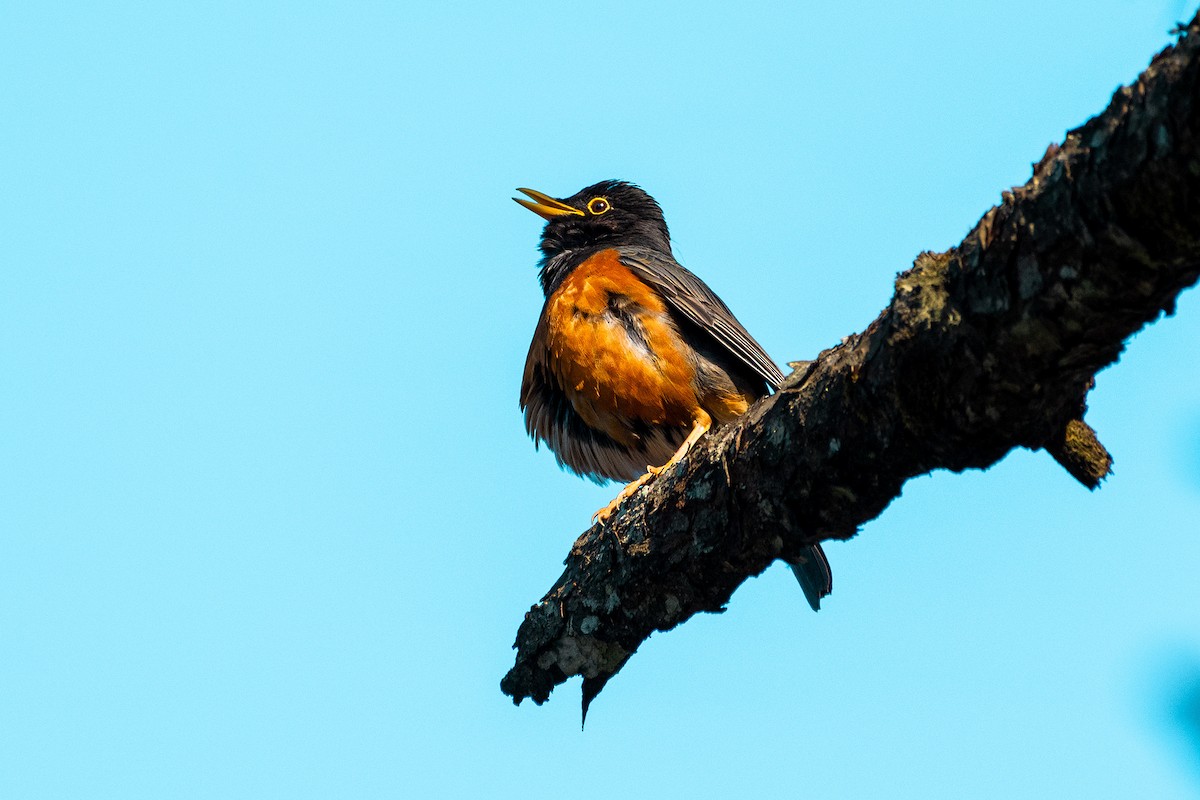 Черногрудый дрозд - ML644530685