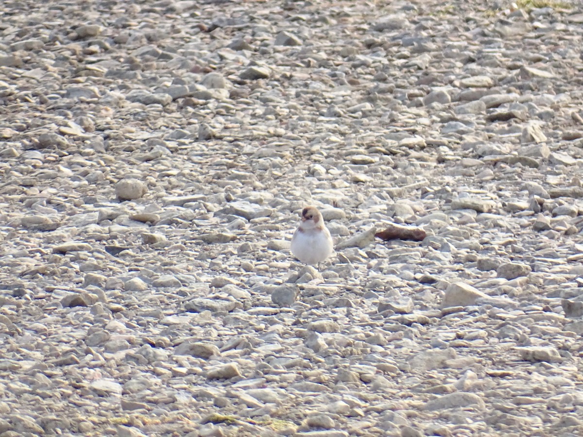 Plectrophane des neiges - ML644530686