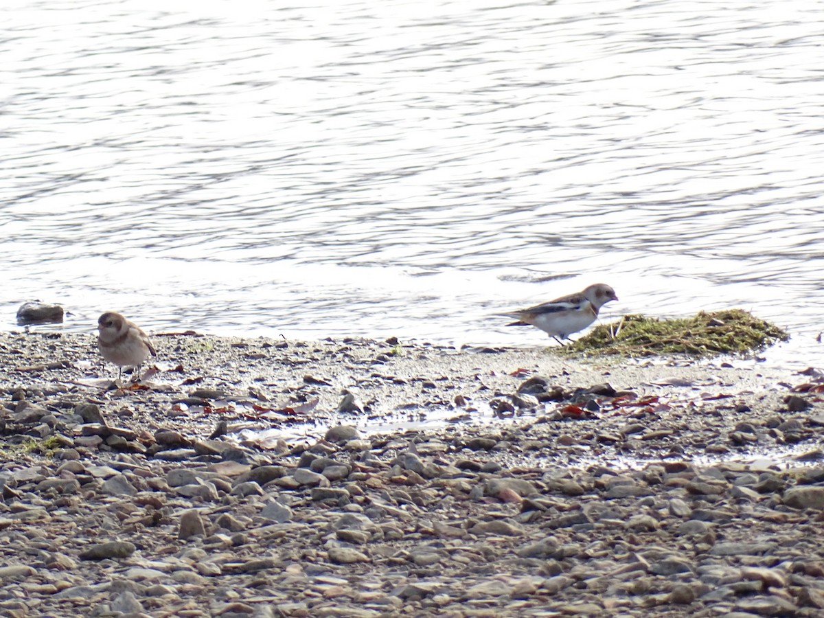 Plectrophane des neiges - ML644530689