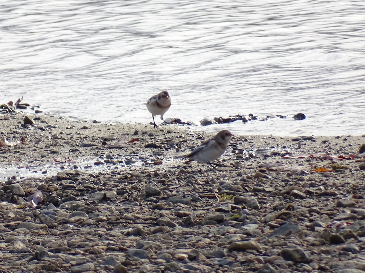 Plectrophane des neiges - ML644530690