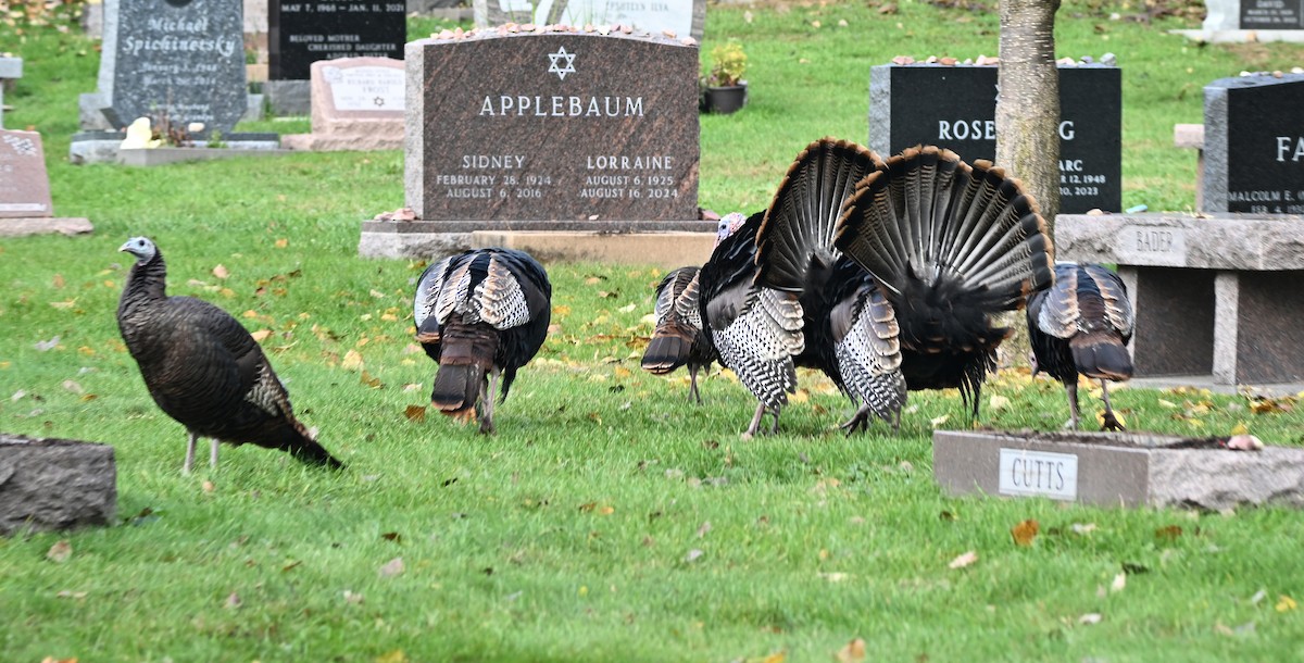 krocan divoký - ML644530706