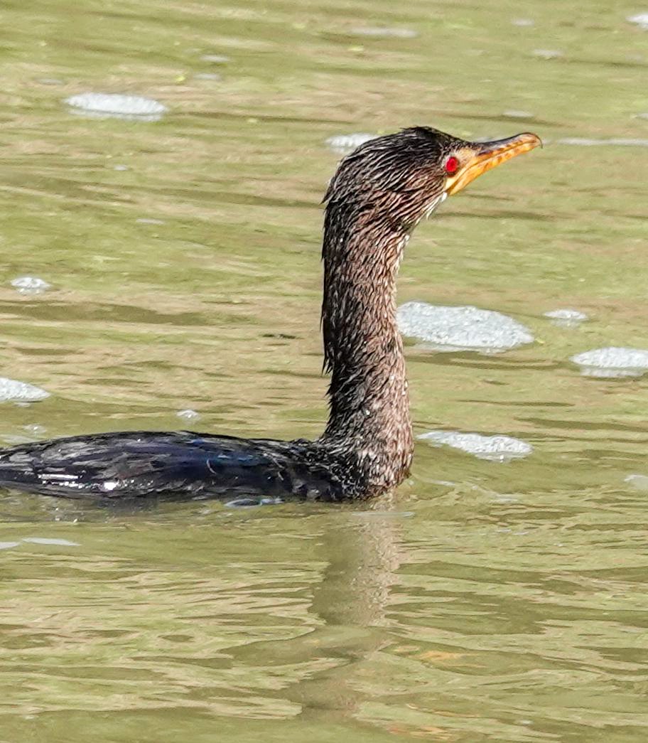 アフリカコビトウ - ML644530708