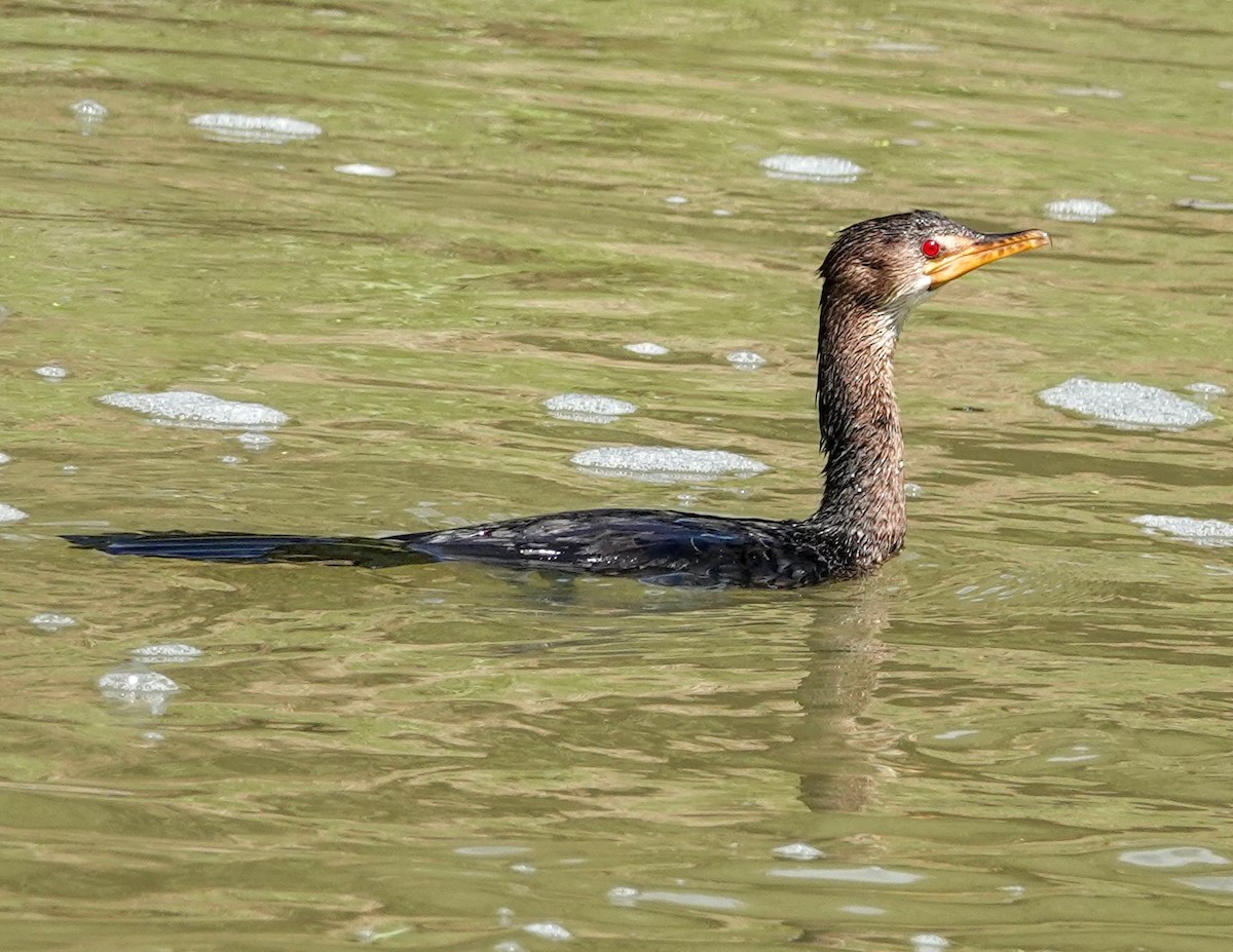 アフリカコビトウ - ML644530709