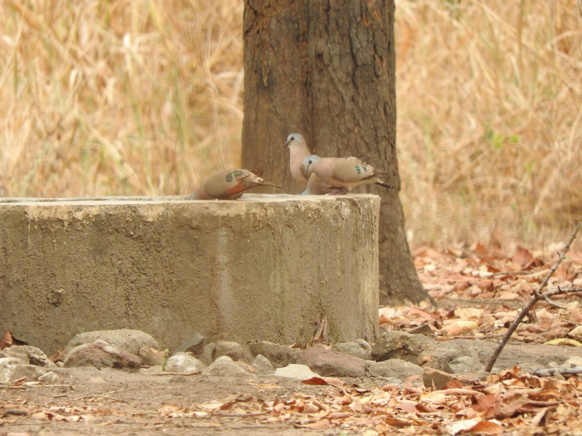 hrdlička zelenoskvrnná - ML644530715