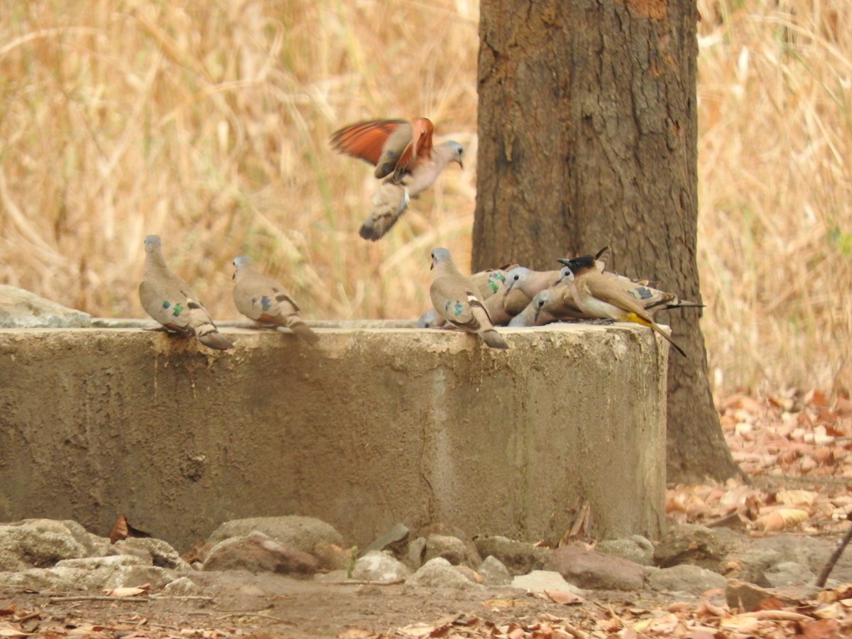 hrdlička zelenoskvrnná - ML644530716