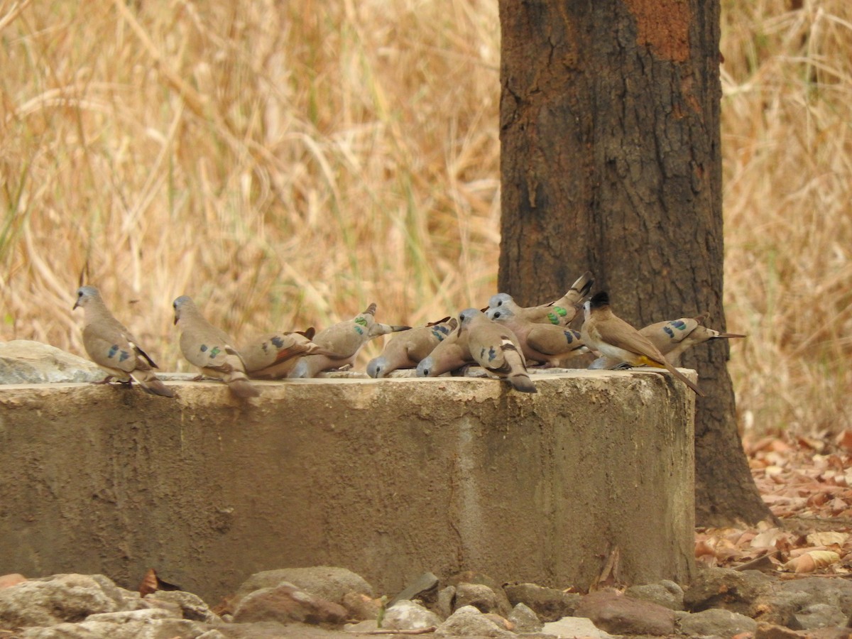 hrdlička zelenoskvrnná - ML644530717