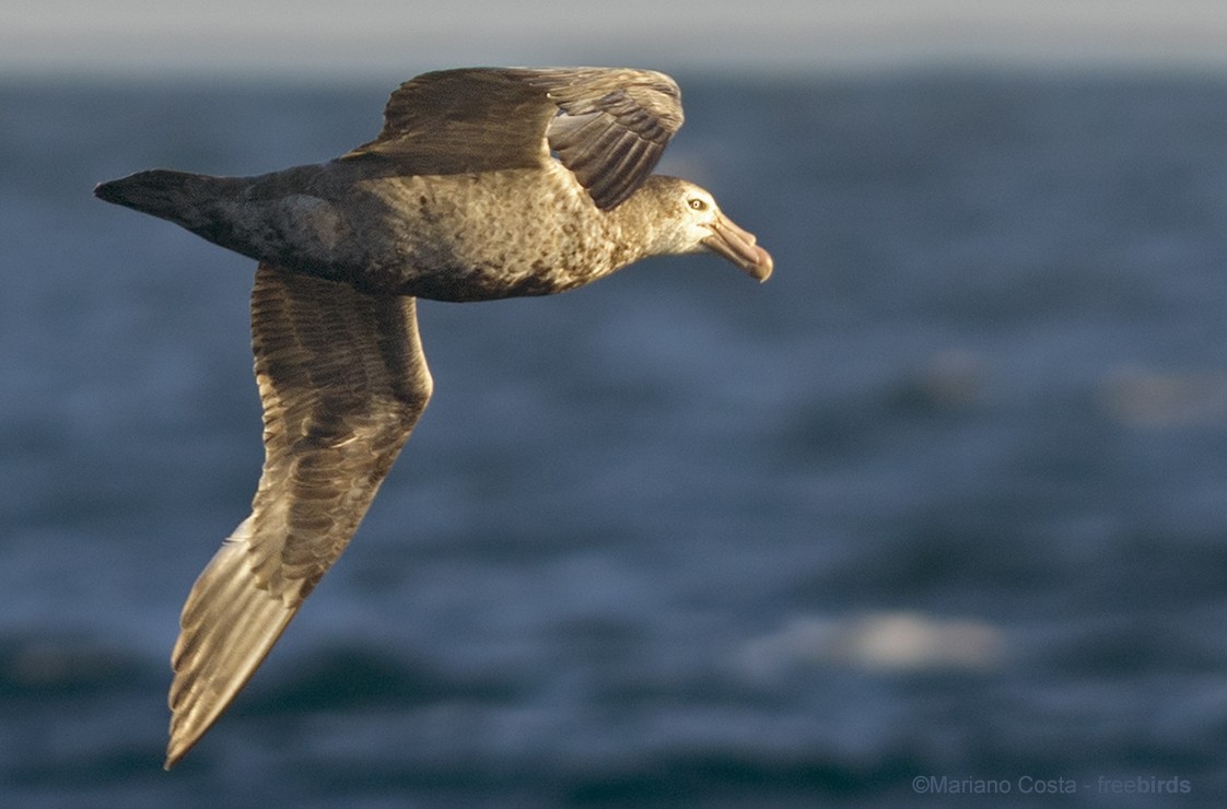 Southern Giant-Petrel - ML644530723