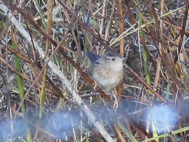 Sedge Wren - ML644530727