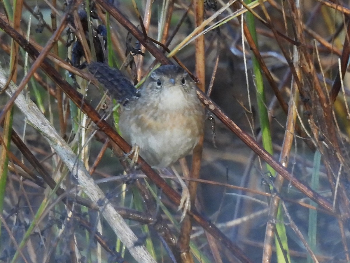 Sedge Wren - ML644530728