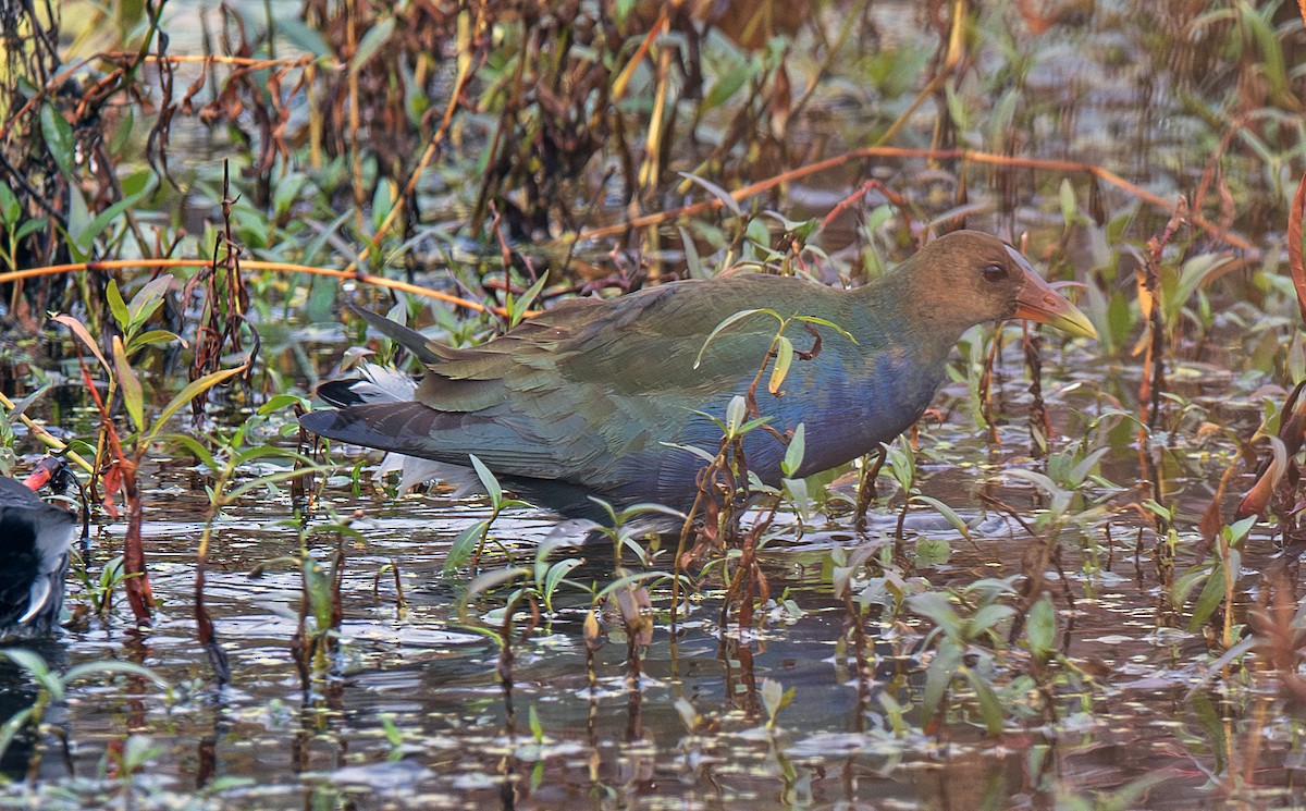 Purple Gallinule - ML644530730