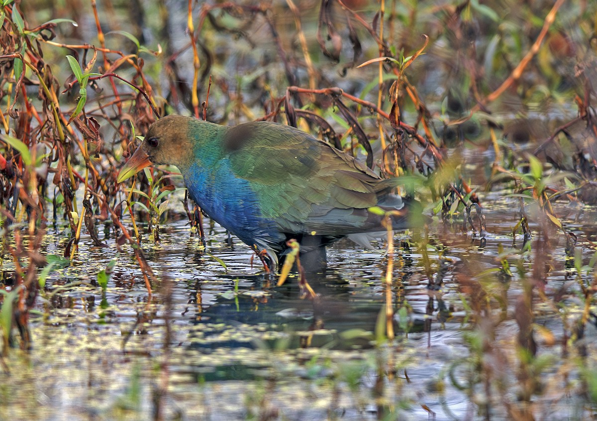 Purple Gallinule - ML644530731