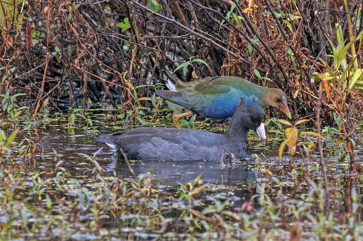 Purple Gallinule - ML644530732