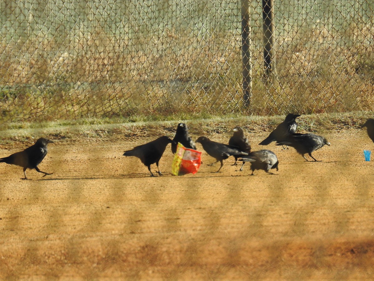 ウオガラス - ML644530737