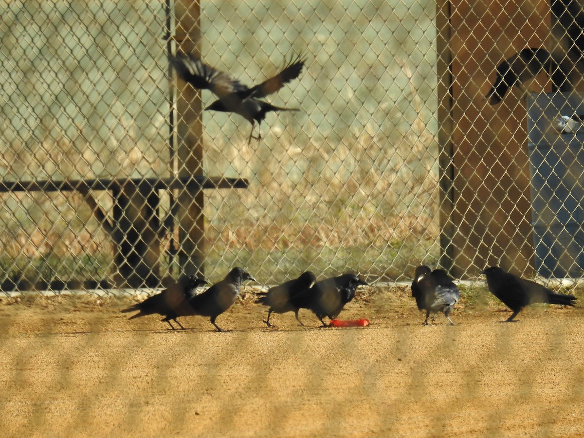 ウオガラス - ML644530738