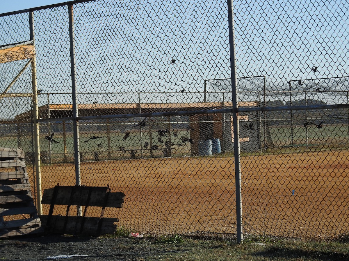 ウオガラス - ML644530739