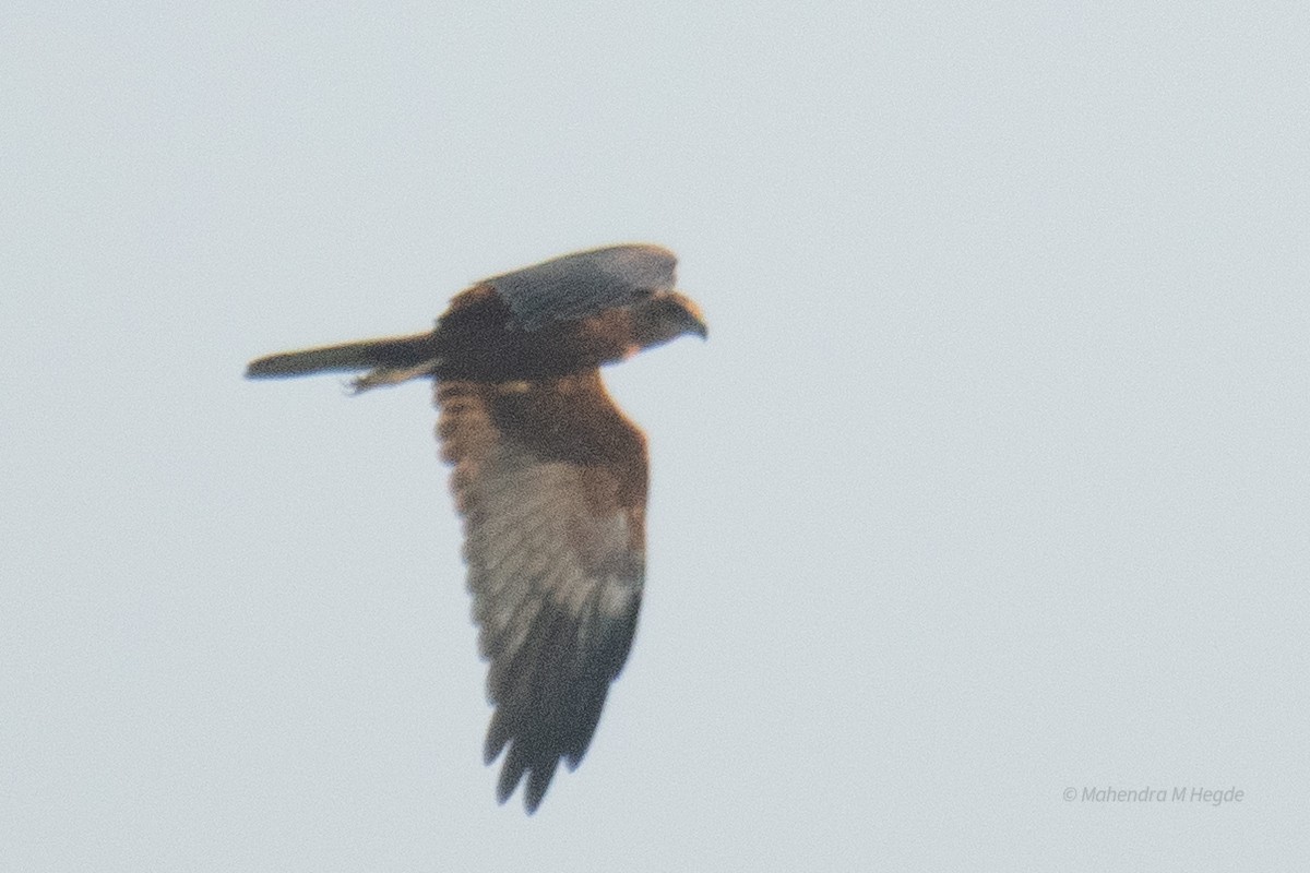 Western Marsh Harrier - ML644530743