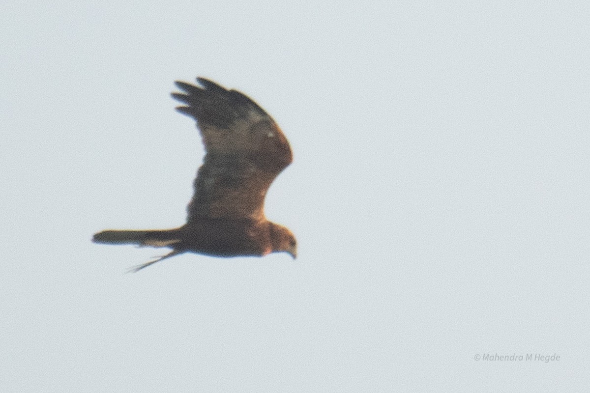 Western Marsh Harrier - ML644530744