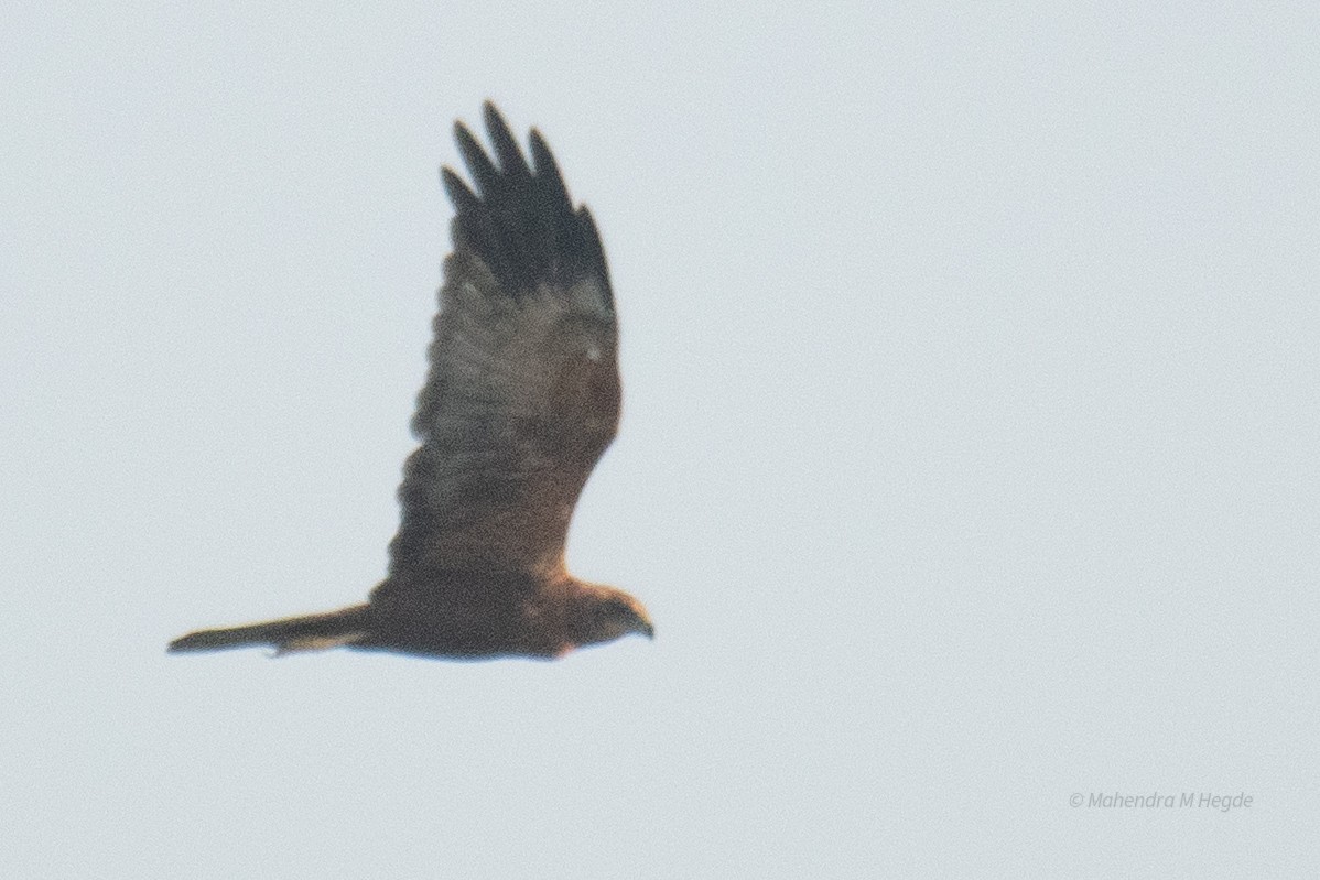 Western Marsh Harrier - ML644530745