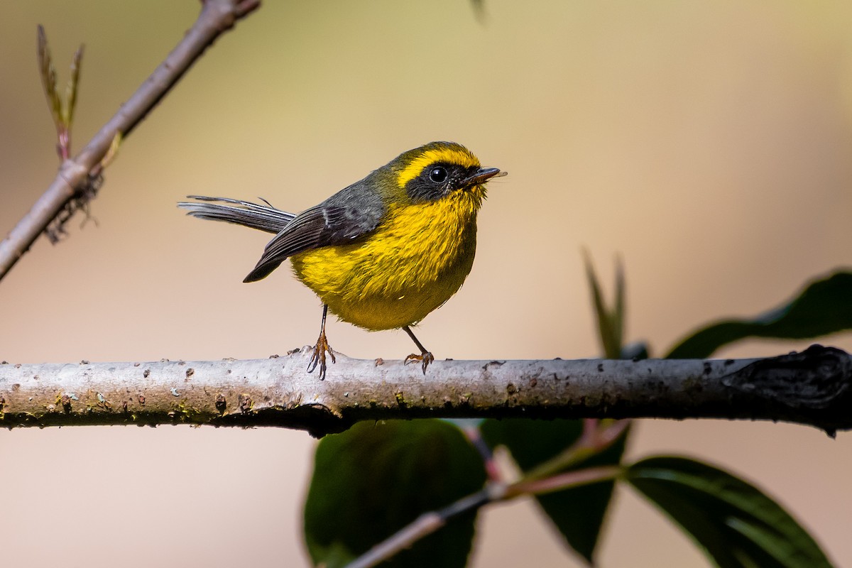 Yellow-bellied Fairy-Fantail - ML644530746