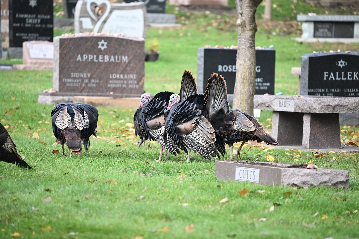 krocan divoký - ML644530754