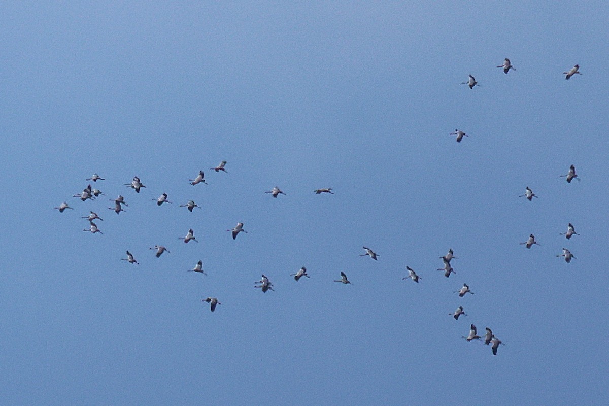 クロヅル - ML644530755