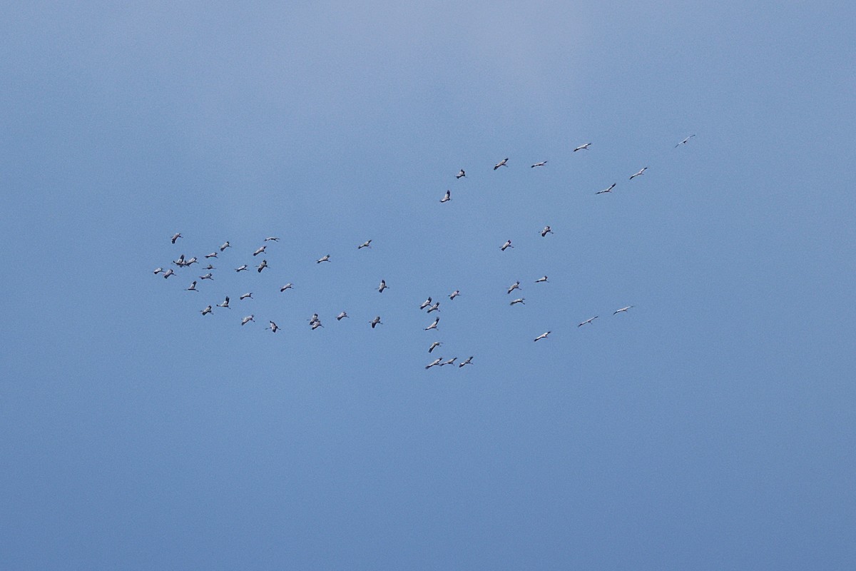 クロヅル - ML644530756