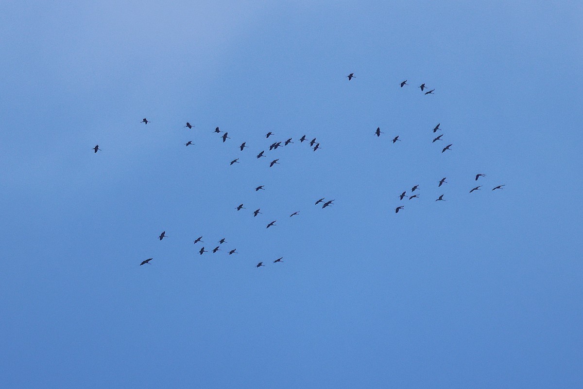 クロヅル - ML644530757