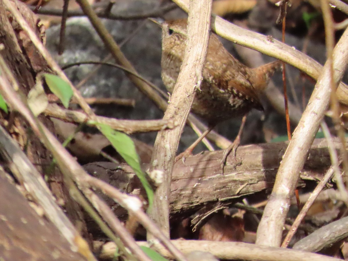 Chochín Hiemal - ML644530758