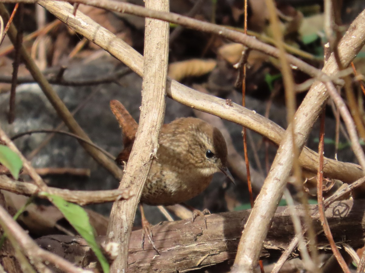 Chochín Hiemal - ML644530759