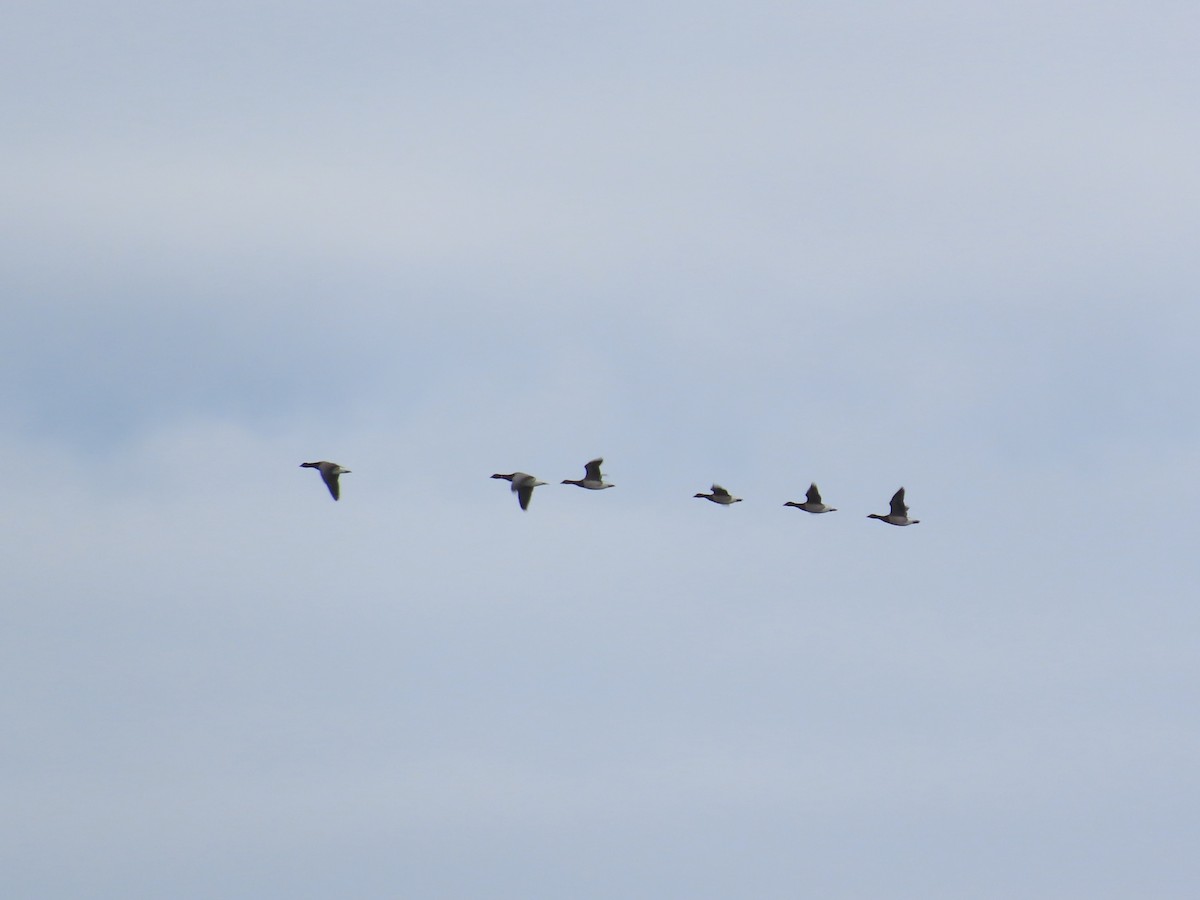 Хар толгойт галуу - ML644530782