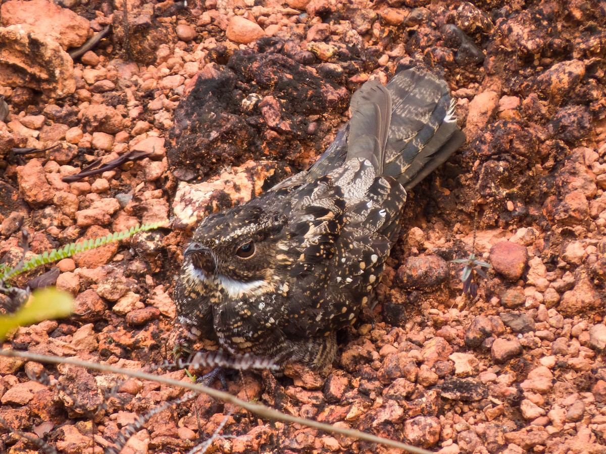 sotnattravn - ML644530784