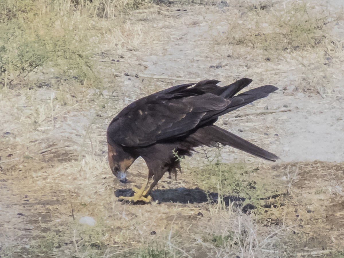 Western Marsh Harrier - ML644530785