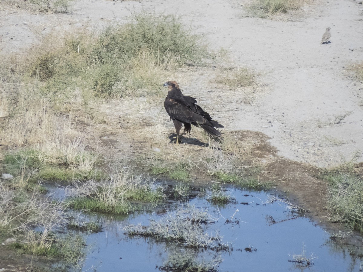 Western Marsh Harrier - ML644530788