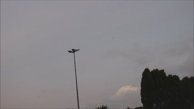 Etxe-txolarrea - ML644530790