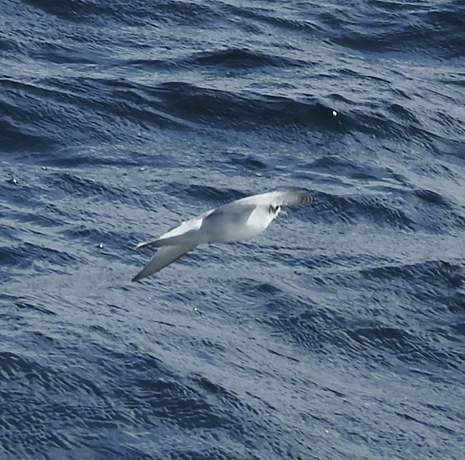 Fairy Prion - ML644530820