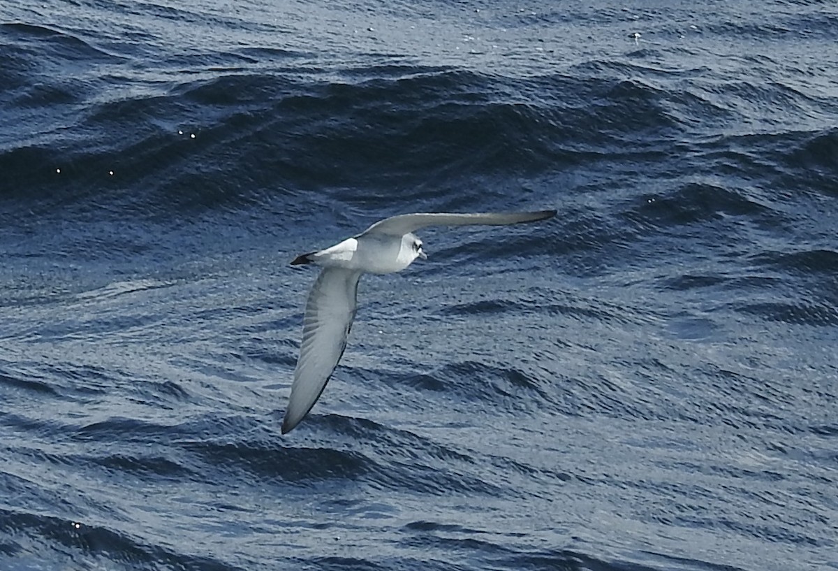 Fairy Prion - ML644530822