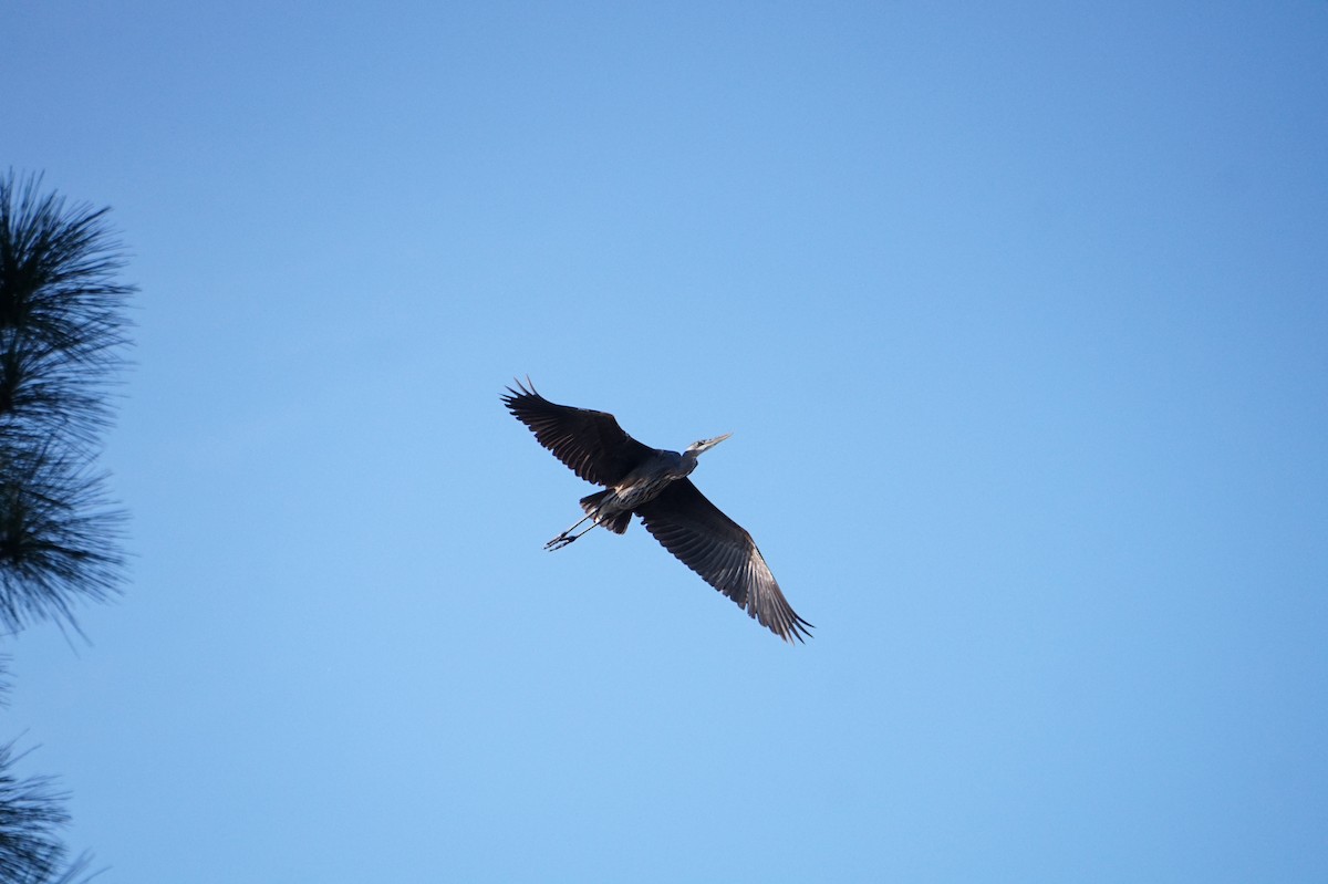 Great Blue Heron - ML644530824