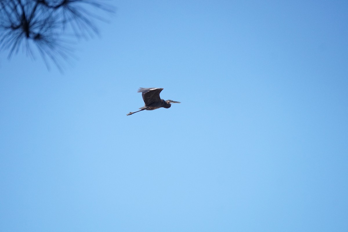 Great Blue Heron - ML644530825