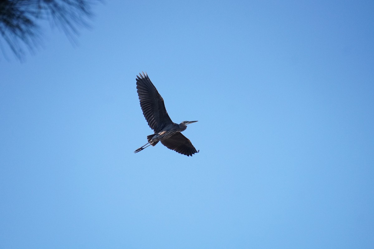 Great Blue Heron - ML644530826